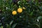 Yuzu (Citrus junos) fruits.