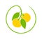 Yuzu fruit logo. Isolated yuzu fruit on white background