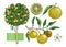 Yuzu set with decorative tree, branch, fruit, leaves, and flowers in engraving style. Exotic plant illustrations collection in