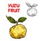 Yuzu vector sketch citrus fruit cut icon