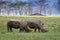 Ywo rhino in Lake Nakuru national Park