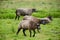 Zaandam, Netherlands - 11 Aug 2015 : Sheep grazing in the polders at Zaanse Schans