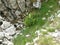 Zabljak Durmitor rocky scenery during hiking plants