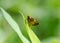 A Zabulon Skipper butterfly rests on a leaf