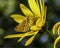 A zabulon skipper on a yellow flower.