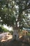 Zaccheus Sycamore Tree in Jericho