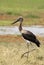 Zadelbekooievaar, Saddle-billed Stork, Ephippiorhynchus senegal