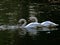 Zagreb, Maksimir, beautiful, town,recently,Beautiful, view ,white swans, love