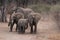 Zambia: Elephants running around in South Luangwa Nationalpark