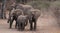 Zambia: Elephants running around in South Luangwa Nationalpark