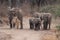 Zambia: Elephants walking through the bush at Lower Zambesi-River