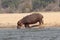 Zambia: A Hippo with birds on the back walking to the Lower Zambes