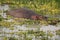 Zambia: Hippo swimming in the lower Zambesi River