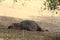 Zambia: A lazy Hippo lying in the shadow of a tree near Zambesi River