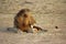 Zambia: Lion lying in the sand at the South Luangwa