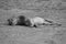 Zambia: Lion relaxing in the warm sand at the South Luangwa River