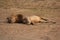 Zambia: Lioness lying and relaxing in the warm sand