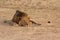 Zambia: Lioness relaxing in the warm sand