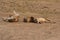 Zambia: Lions relaxing and roling in the sand at South Luangwa