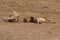Zambia: Two Lions relaxing and rolling in the sand at South Luangwa