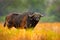 Zambia wildlife. Buffalo, Cyncerus cafer, standing savannah with yellow grass. Wildlife scene from Africa nature. Big African