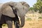 Zambian young adult elephant