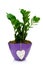 Zamia in pot with heart isolated