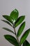 Zamioculcas branch with green leaves on the grey background