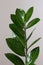 Zamioculcas branch with green leaves on the grey background