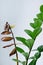 Zamioculcas. Diseases of indoor plants. Drying of the leaves..excess moisture. Closeup