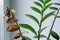 Zamioculcas. Diseases of indoor plants. Drying of the leavesexcess moisture. Closeup