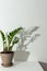 Zamioculcas flower with shadow on a white wall background