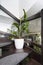 Zamioculcas flower in a white pot stands on a staircase in the house