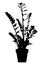 Zamioculcas in flowerpot . houseplant . black silhouette