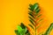 Zamioculcas home plant on orange background. Concept of home gardening