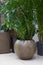 Zamioculcas home plant in a round pot stands on a tiled floor indoors