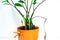 Zamioculcas home plant with several young shoots in an orange flowerpot decorated with a decorative dragonfly. The plant has a dry