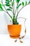 Zamioculcas home plant with several young shoots in an orange flowerpot. The plant has a dry leaf hanging down. Concept of