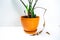 Zamioculcas home plant with several young shoots in an orange flowerpot. The plant has a dry leaf hanging down. Concept of