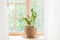 Zamioculcas home plant in straw pot stands on a windowsill. Home plants on the windowsill. concept of home gardening. Zamioculcas