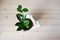 Zamioculcas house plant in brown pot and paper wrapping