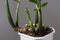 Zamioculcas houseplant with root under pot which is small before repotting