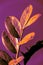 Zamioculcas leaf with drops of water. Single fresh branch in vibrant bold colors on a purple background. Closeup