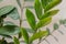 Zamioculcas leaves houseplant indoors plants