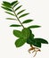 Zamioculcas ornamental plant illustration images02