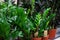 Zamioculcas plant leaves close up. Zamioculcas home plants in large pots. The concept of home gardening. Zamioculcas in a pot on t