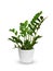 Zamioculcas a potted plant isolated over white