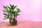 Zamioculcas roots, zamiifolia, ZZ Plant, pink background, copy space. preparing a plant for transplanting