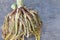 Zamioculcas Showcasing Thick Root System on Wooden Background