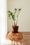 Zamioculcas stands in a pot on a wicker chair in a bright room in the sun